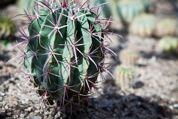 Cactus