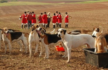 Foxhounds. Completion of  