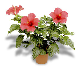 hibiscus en pot