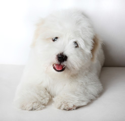 Pure Coton de Tuléar puppy