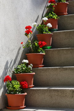 vasi di fiori