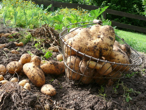 Erd&auml;pfel aus Bioanbau