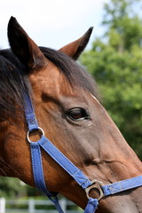 Obraz premium Head of Horse
