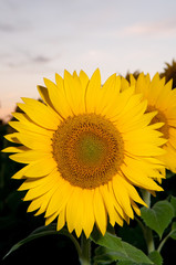 Fototapeta premium detail of beautiful sunflower