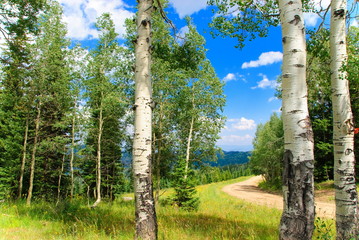 Fototapeta premium Colorado aspens