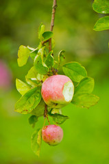 Bitten Apple on Tree