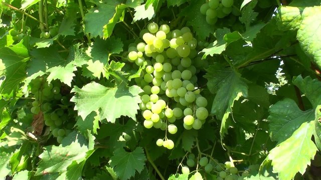 A bunch of grapes on a vine