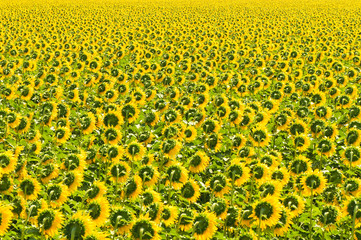 Sunflower field, Provence, France, shallow focus