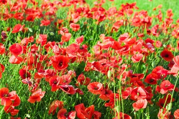 Obraz premium Red field