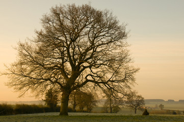 Un arbre magnifique dans la campagne