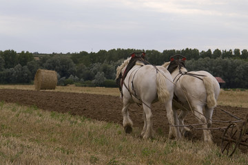 Chevaux de trait de race boulonnaise au labour