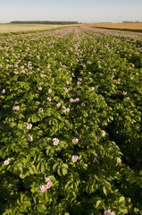 Champ de pommes de terre en fleurs