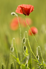 Obraz premium coquelicot / pavot rouge (Papaver rhoeas)