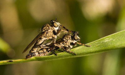 flies