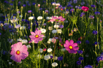 Jachère fleurie (florale)
