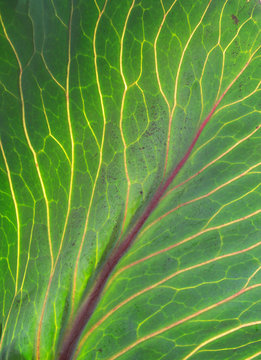 Rotkohl detail