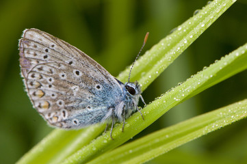 Azuré commun (Polyommatus icarus)