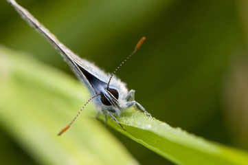 Azuré commun (Polyommatus icarus)