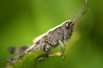 Criquet du genre Chorthippus