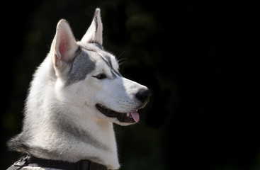 Siberian husky