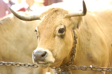 vache  aubrac