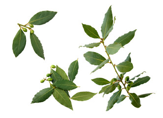 Feuilles et fruits de laurier