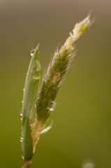 Graminée recouverte de rosée au petit matin