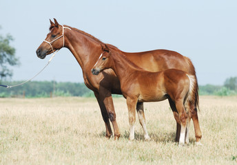 chestnut mare and foal