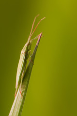 Hémiptère, Famille des Miridae