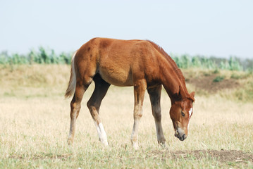 young chestnut foal