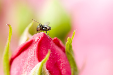 Moucheron sur une rose en bouton