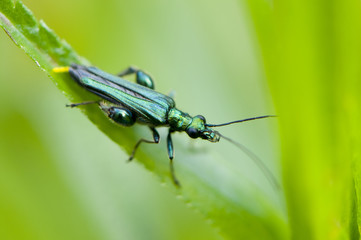 Oedémère noble (Oedemera nobilis)