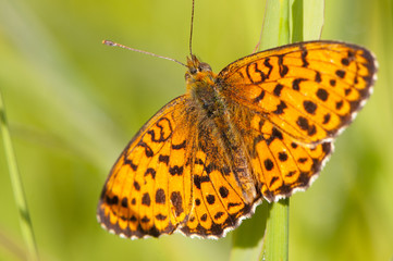 Papillon Nacré de la ronce (Brenthis daphne)