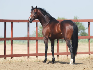 young brown trakehner horse