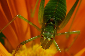 Sauterelle de la famille des barbitistes