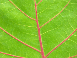 feuille de raisin de mer, coccoloba uvifera
