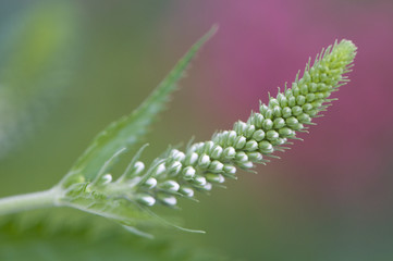 Fleur de Véronique Blanche
