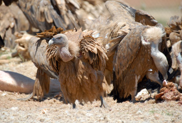Buitres leonados