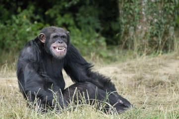 Chimpanzé