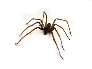 Big spider on white background