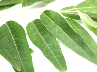 Olives leaves on white background