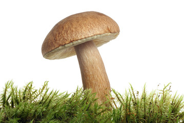 mushroom in moss