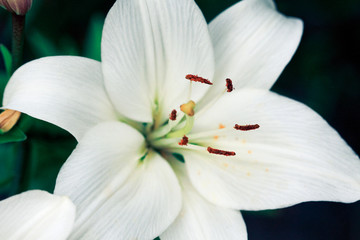 White Lily macro