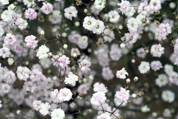 Blümchen
