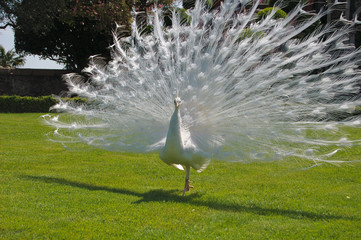 White peacock at Isola Bella