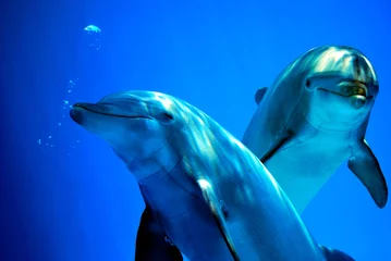 Fotobehang Dolfijnen Nieuwsgierige dolfijnen
