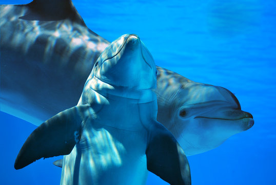 Delfini in compagnia