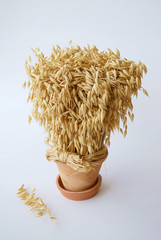 Bouquet d'avoine