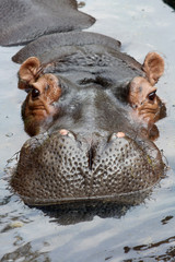 Flusspferd Nase
