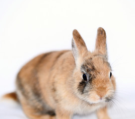 hase